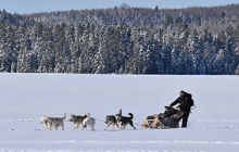 Journée chien de traîneau sur le lac gelé du Taureau