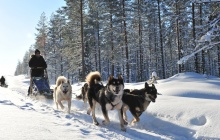 Raid en traîneau à chiens sur le lac gelé du Taureau