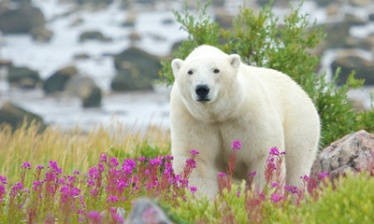 Meeting with the Polar Bears