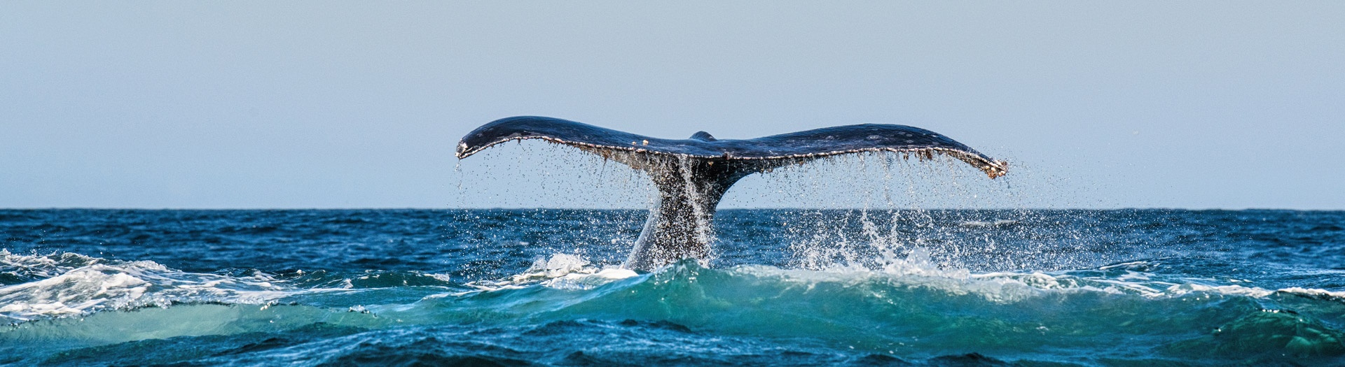 Québec grandeur nature : balades et baleines de Gaspésie