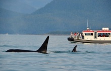 Tofino