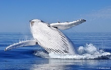 Observation des baleines depuis Tadoussac
