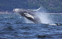 Parc National du Fjord du Saguenay / Tadoussac /  Charlevoix