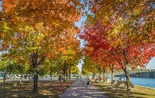 Montréal - Vol retour