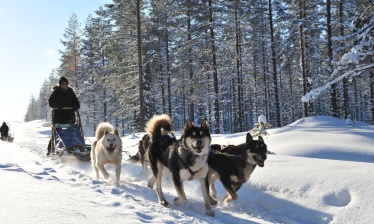 Following Jack London - Dog-Sledding