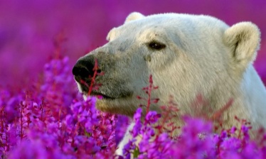 Rencontre avec les ours polaires
