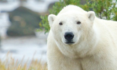 Rencontre avec les ours polaires