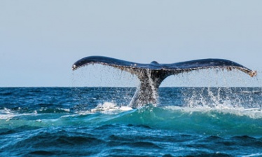 Québec grandeur nature : balades et baleines de Gaspésie